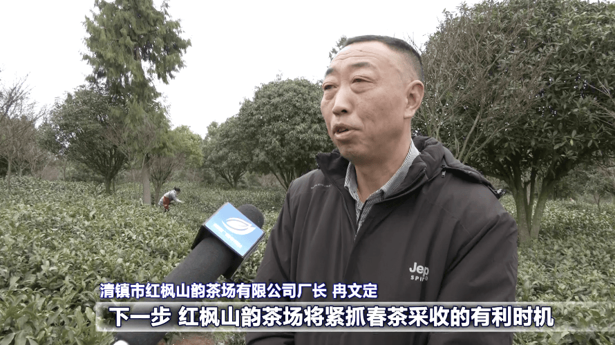 ope体育网址春茶抢“鲜”上市贵阳贵安开启春天里的茶叶经济(图6)