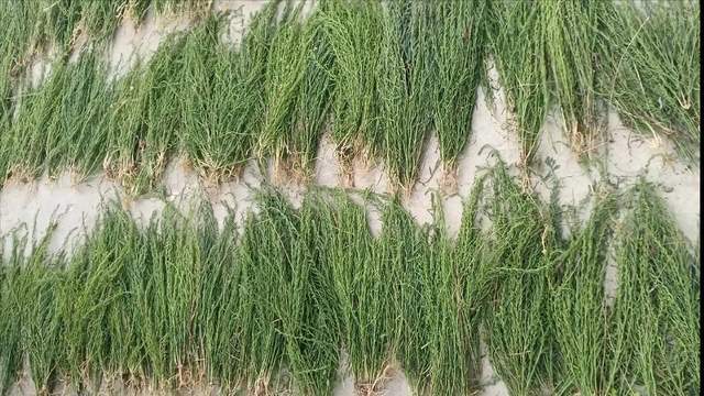 目前国内种植面积仅数千亩价格120一公斤亩产值高达246万元(图3)
