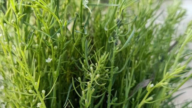 目前国内种植面积仅数千亩价格120一公斤亩产值高达246万元(图6)