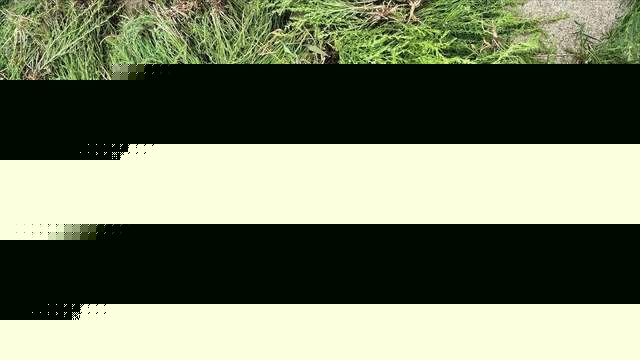 目前国内种植面积仅数千亩价格120一公斤亩产值高达246万元(图8)