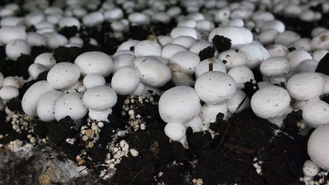 廊下这里的种子很“厉害”(图2)