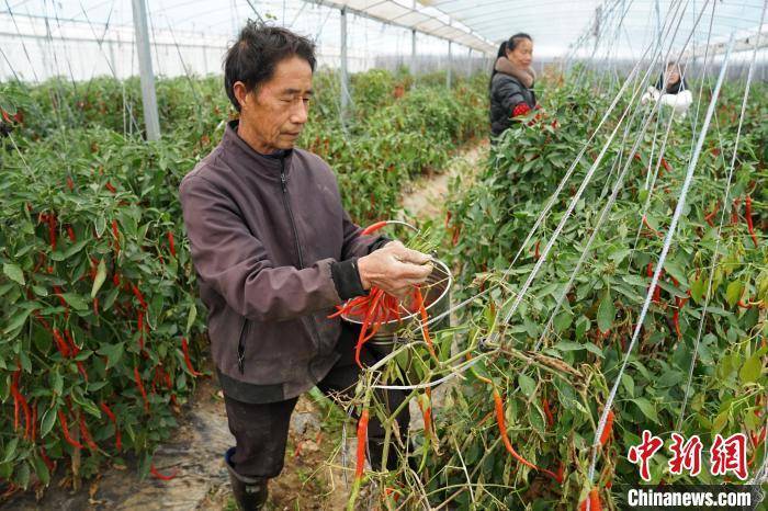 湖南浏阳打造“辣椒小镇” 鸡肠子辣椒产业富民(图2)