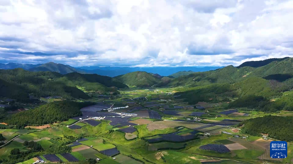春忙药香飘 云南玉龙16万余亩中药材种植忙新华网(图3)