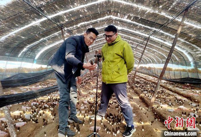 江苏丰县“新农人”因地制宜种植羊肚菌 小菌菇蝶变富民大产业(图2)