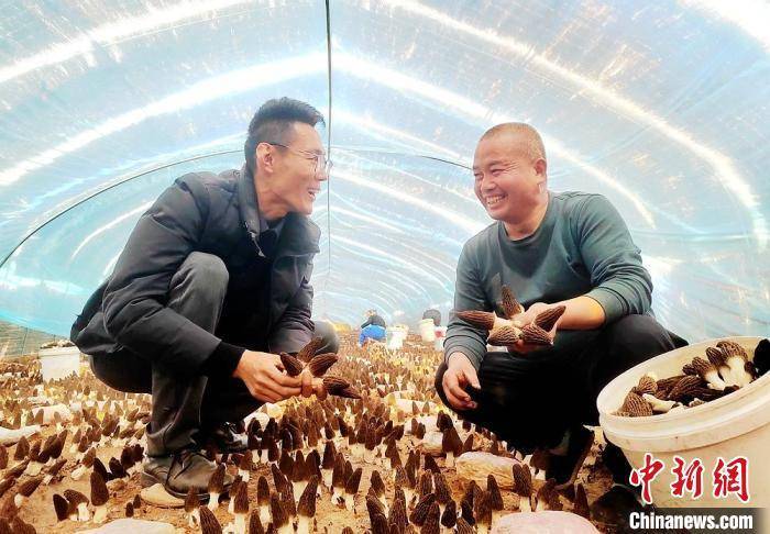 江苏丰县“新农人”因地制宜种植羊肚菌 小菌菇蝶变富民大产业(图3)
