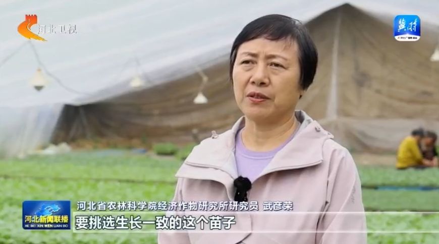 河北：田野逐春光 蔬菜生产忙(图2)