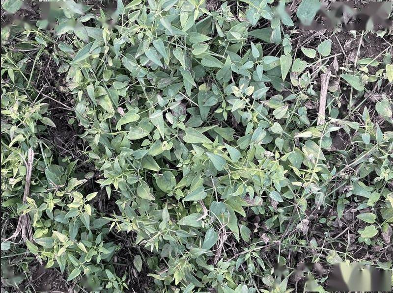 中药材茜草走势分析(图3)