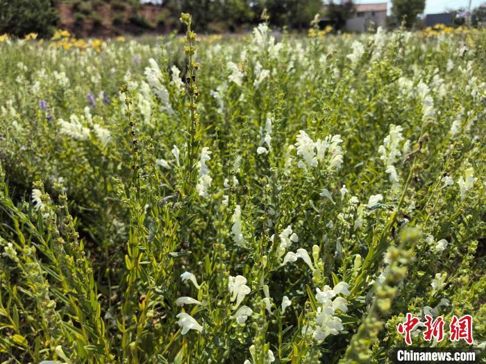 山东特色农业多点开花ope体育下载 点燃乡村振兴新引擎(图1)