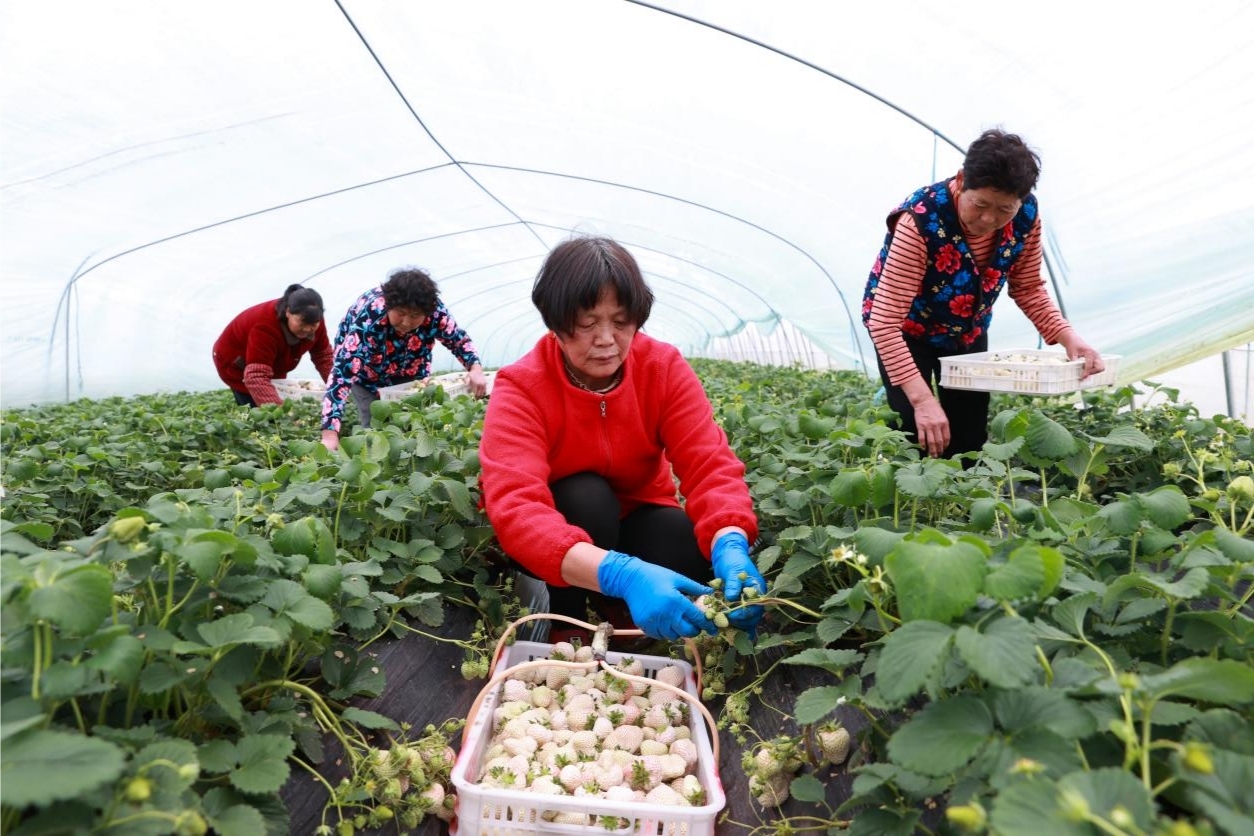 安徽泗县：白草莓结出火红日子(图1)