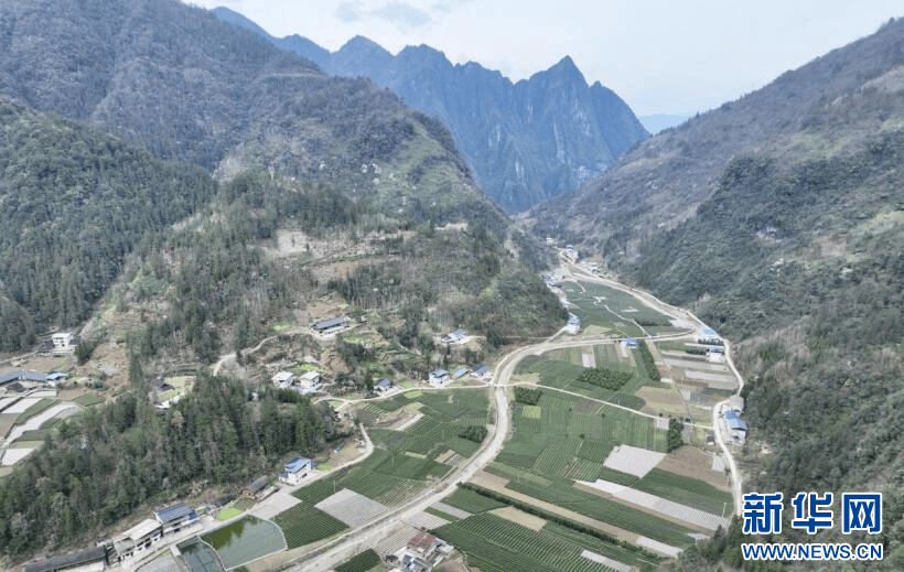 鹤峰：春茶开采 抢“鲜”进入市场(图1)