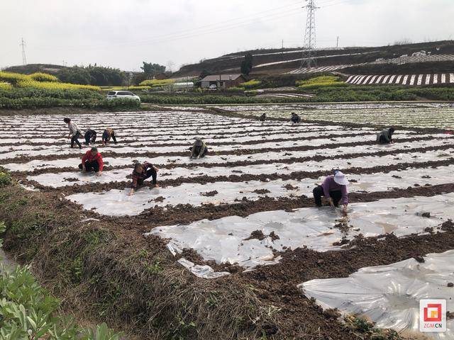 荣县“豆玉豆”种植模式增效保供给(图2)