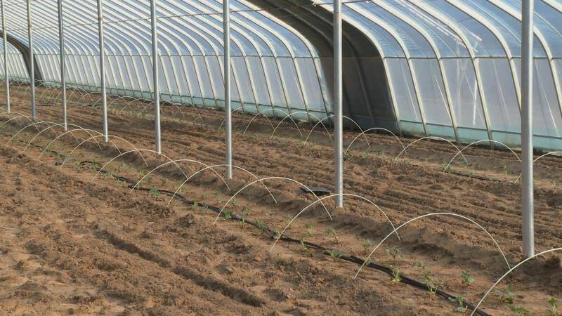 梁山：大棚育新绿 西瓜种植开启增收新篇(图3)