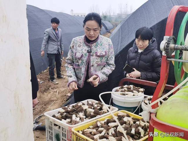 镇平县曲屯镇：力推“一村一品”“小蘑菇”撬动乡村“大振兴”(图2)