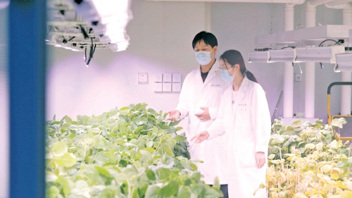 济南“关键核心技术”寻找最优解：玉米抗风又增产大豆拓展种植面(图1)
