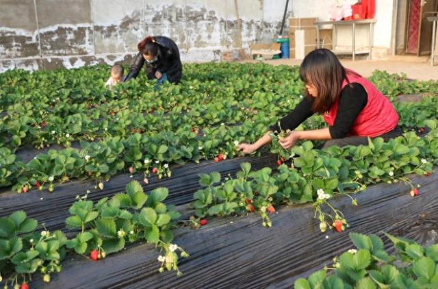 神木市西沙街道：冬日大棚绿意浓 果蔬种植促增收(图1)