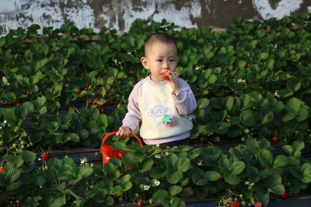 神木市西沙街道：冬日大棚绿意浓 果蔬种植促增收(图4)