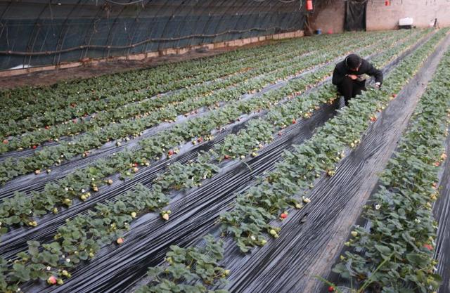 神木市西沙街道：冬日大棚绿意浓 果蔬种植促增收(图2)