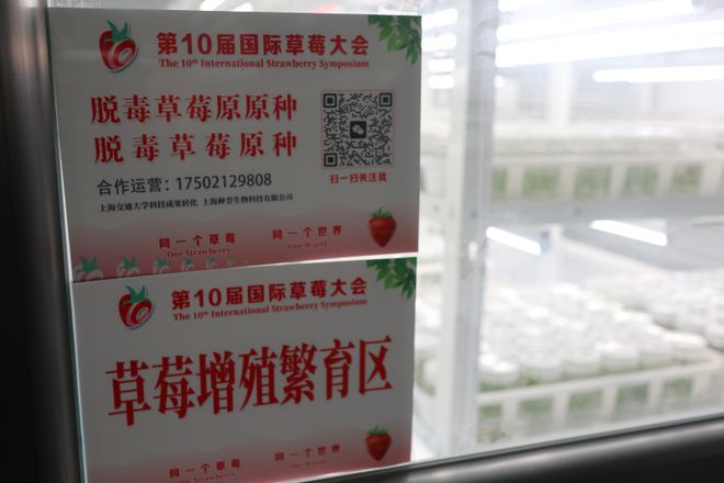 中国已成草莓种植面积最大国家江苏这个地方的草莓品牌价值超7亿元(图3)