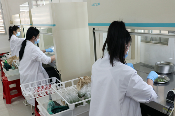 龙州：甘蔗脱毒种苗技术带来增产增收新希望(图3)