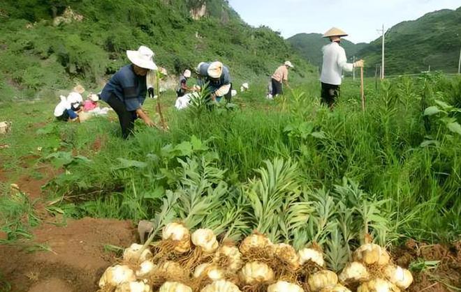 兰州农民种植百合有多猛亩产4300斤是靠经验还是科技？ope体育入口(图4)