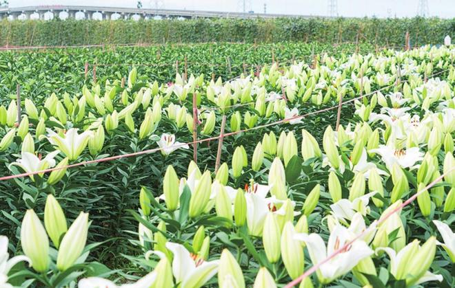 兰州农民种植百合有多猛亩产4300斤是靠经验还是科技？ope体育入口(图3)