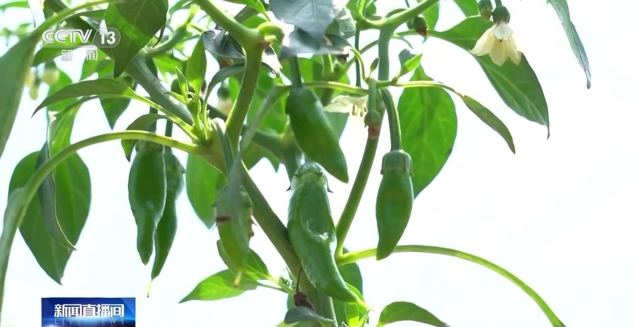 春花烂漫 万象“耕”新春天里的中国活力满满(图4)