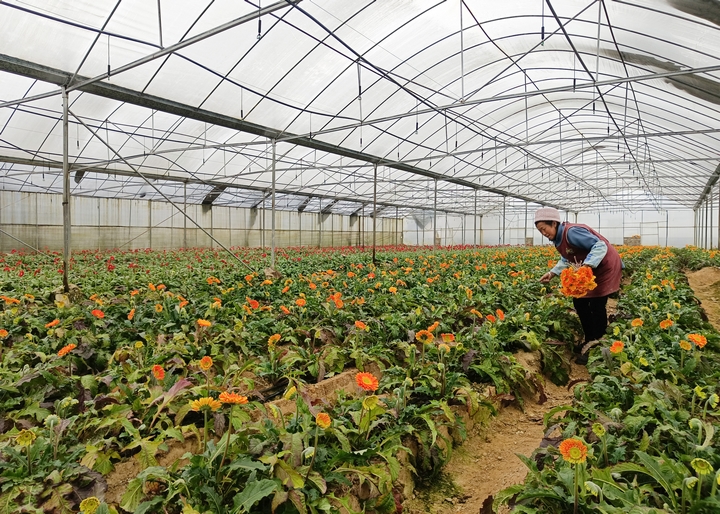 贵州惠水：小菊花开出“致富花”(图2)