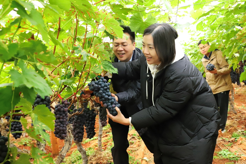 钱大妈与鑫荣懋携手共建蓝ope体育官网莓和国产葡萄类标准种植基地正式揭牌(图6)