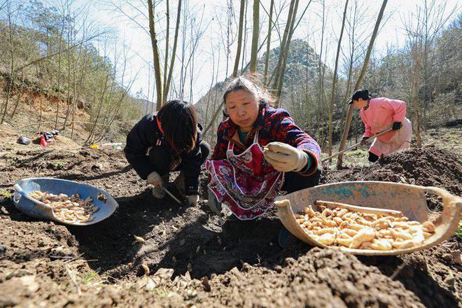 贵州毕节七星关：天麻播种播撒乡村希望(图3)