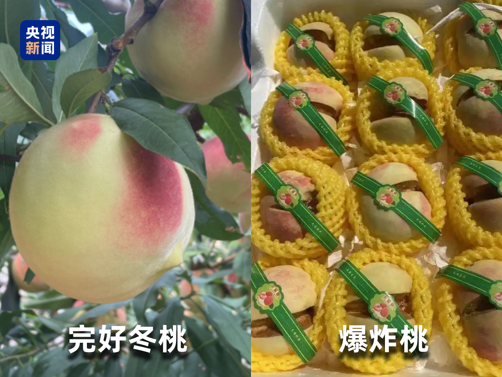 起底“水果骗局”这些“智商税”水果要知道→(图2)
