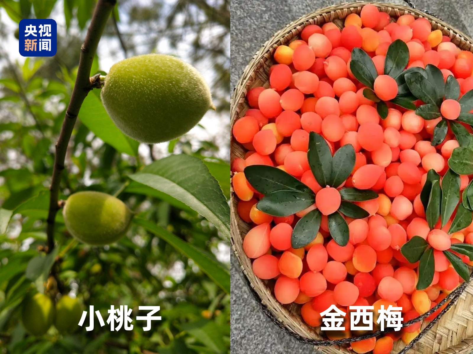 起底“水果骗局”这些“智商税”水果要知道→(图3)