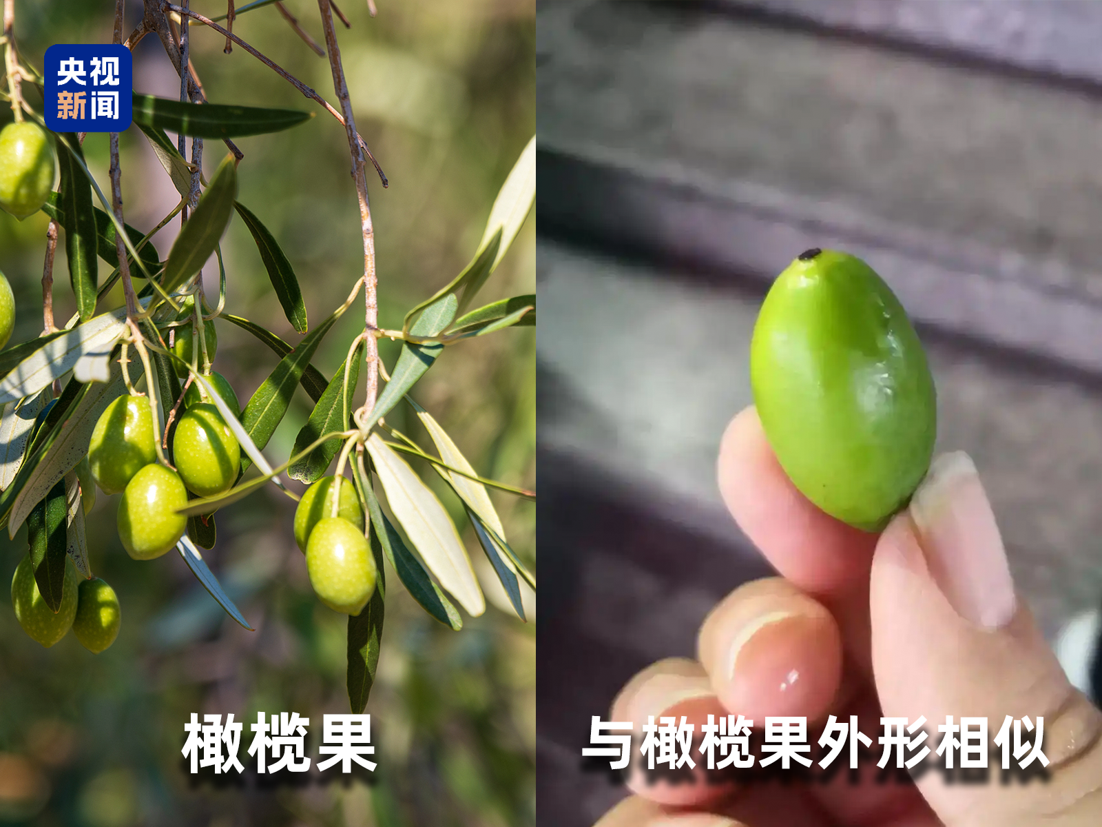 起底“水果骗局”这些“智商税”水果要知道→(图5)