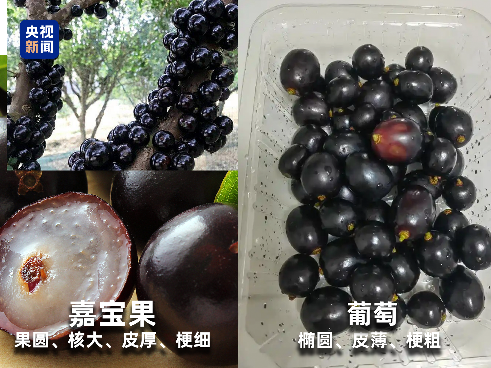 起底“水果骗局”这些“智商税”水果要知道→(图6)