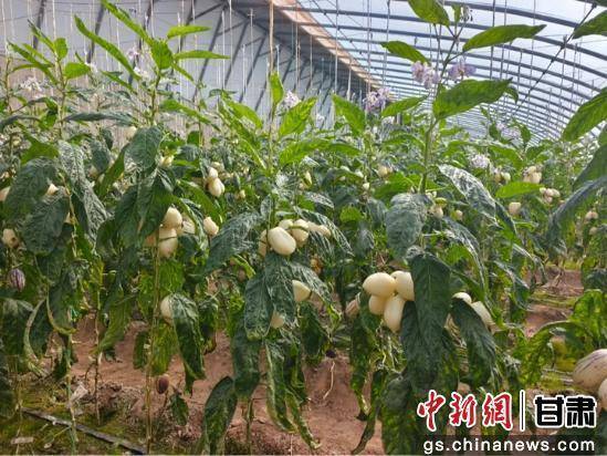 瓜州：大棚经济“棚”勃发展(图2)