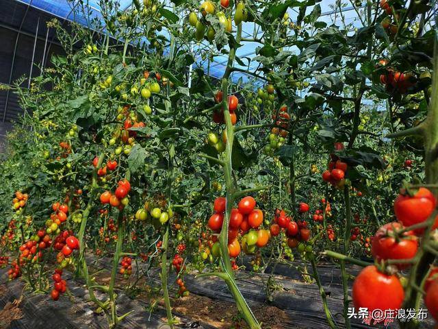 庄浪：党建引领奏响春耕“主题曲”(图2)