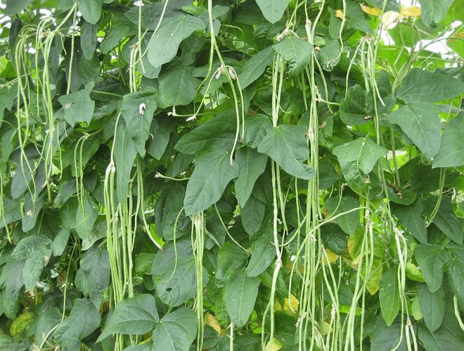 豇豆种植时机探究：找准黄金播种期(图2)