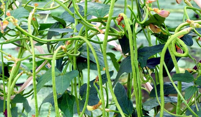 豇豆种植时机探究：找准黄金播种期(图4)