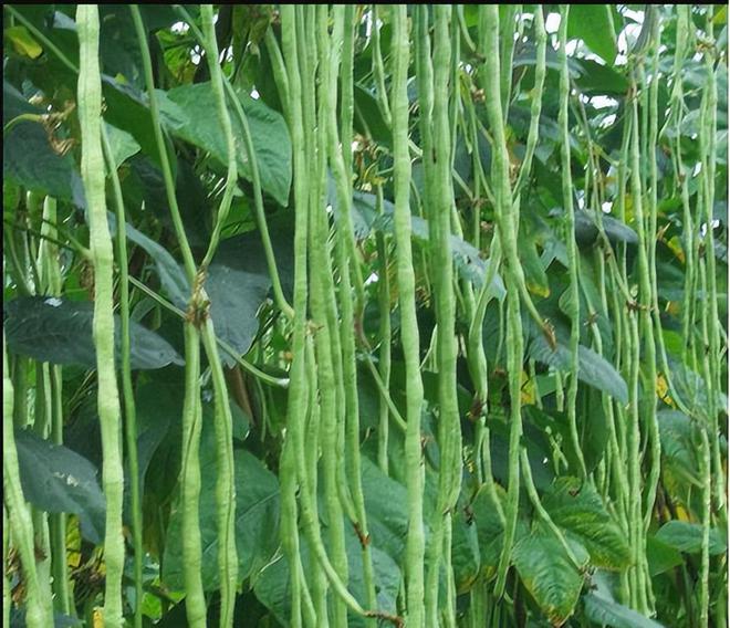 豇豆种植时机探究：找准黄金播种期(图3)