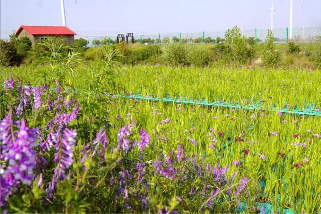 每亩产值达6万元价格陡然涨至85元每公斤一药多用市场广阔(图3)