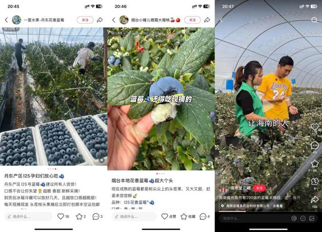 ope体育平台蓝莓才是中国的天选超级水果(图4)