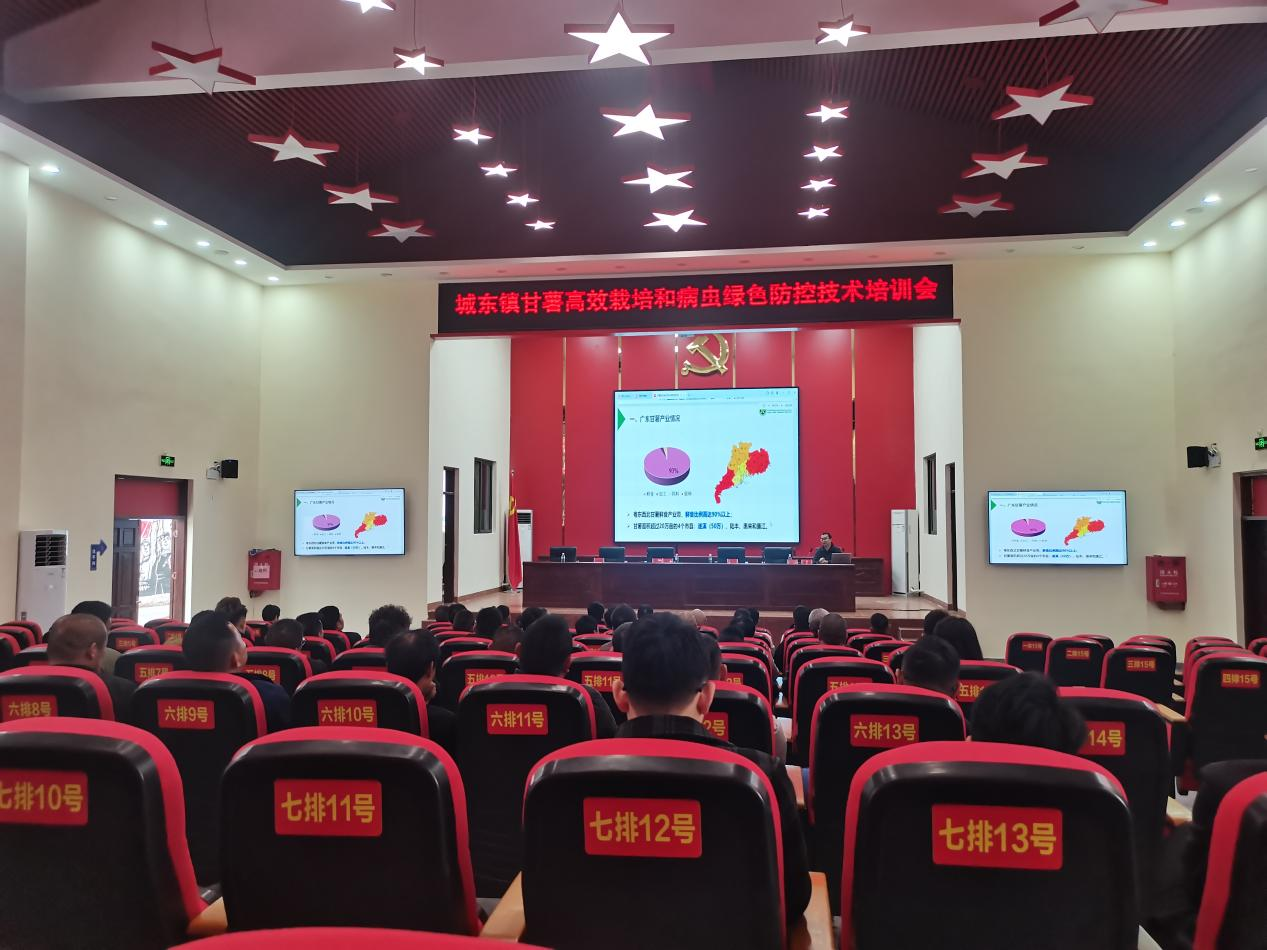 驻城东镇帮扶工作队：开展甘薯高效栽培与病虫害绿色防控技术培训助力产业发展(图2)