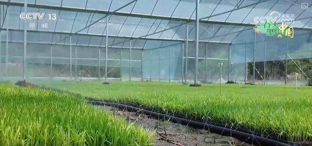 从传统粮食作物到特色经济作物 智慧农业生机勃勃“潮”有范儿(图3)