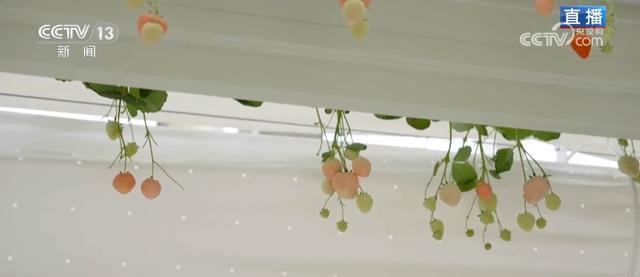 从传统粮食作物到特色经济作物 智慧农业生机勃勃“潮”有范儿(图7)