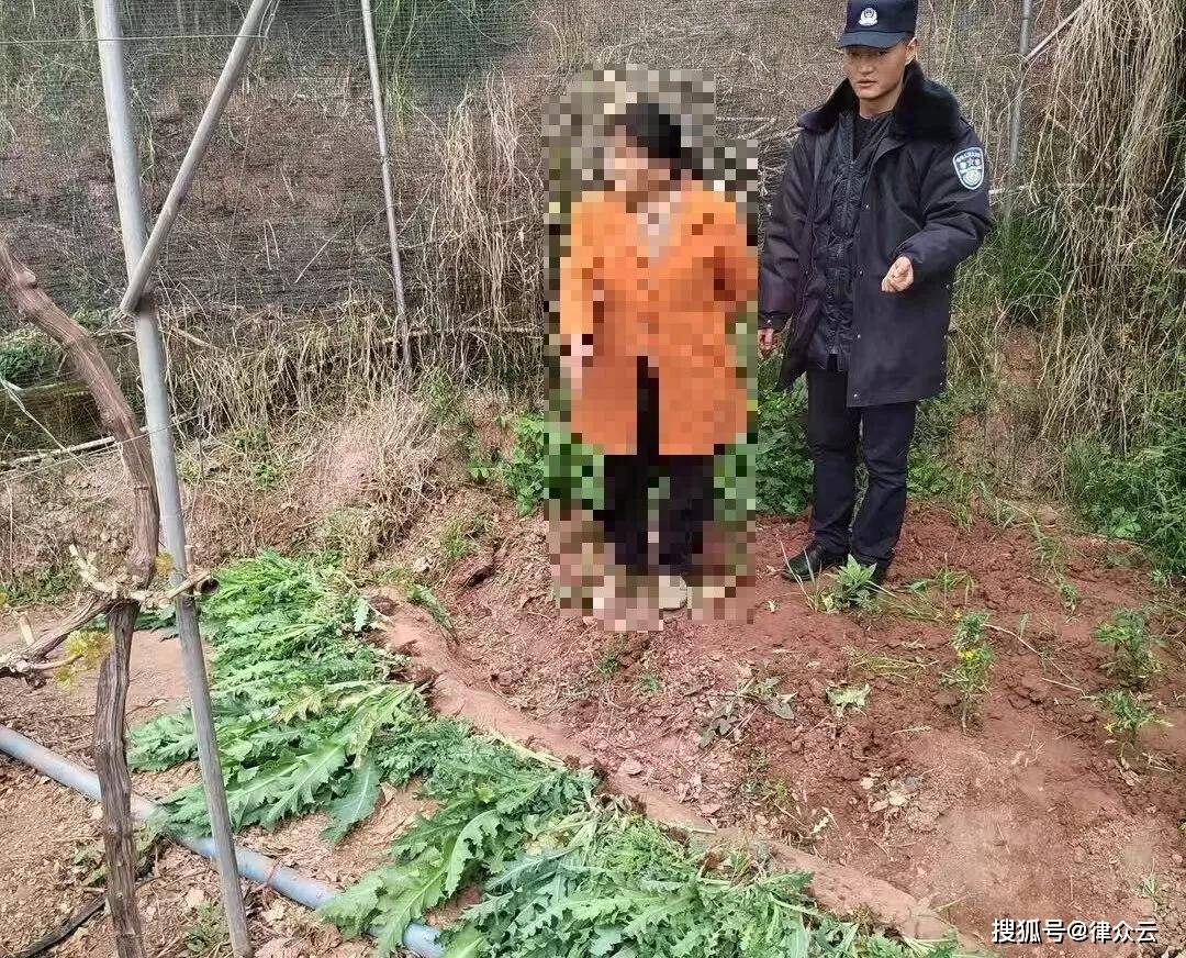 ope体育网址村民在葡萄地种256株罂粟被拘15日 警方：举报有奖(图3)