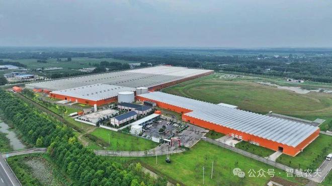 智能温室里的番茄标准化种植从“收一季”到收全年(图1)