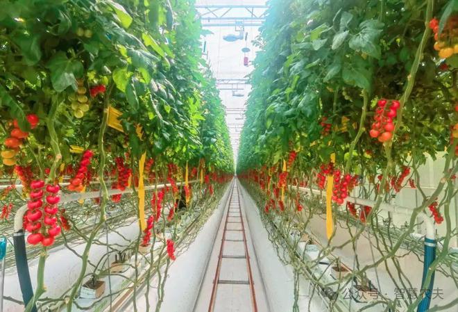 智能温室里的番茄标准化种植从“收一季”到收全年(图3)