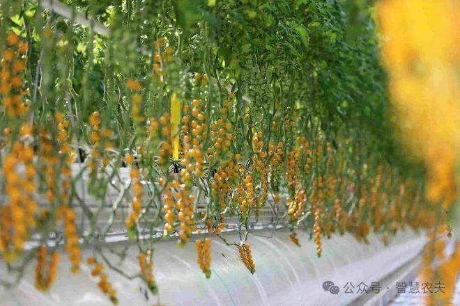 智能温室里的番茄标准化种植从“收一季”到收全年(图2)