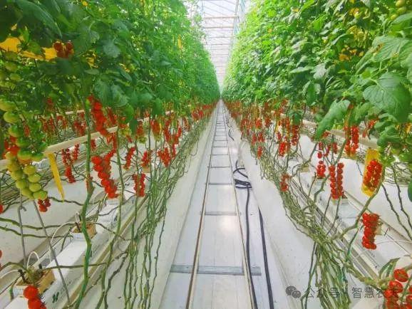智能温室里的番茄标准化种植从“收一季”到收全年(图6)