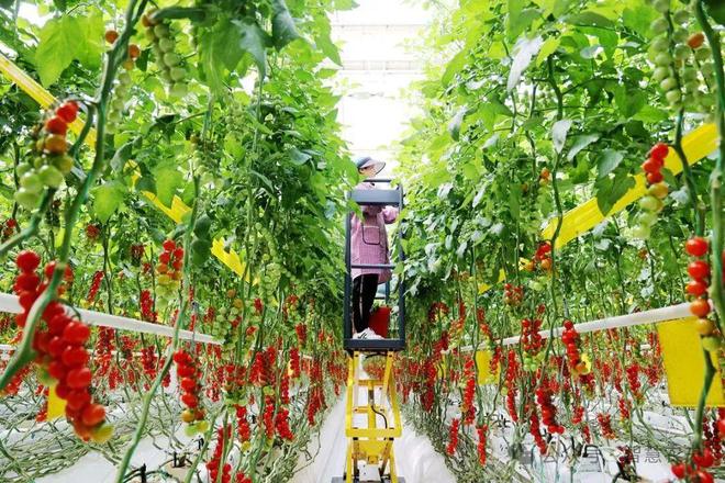智能温室里的番茄标准化种植从“收一季”到收全年(图8)