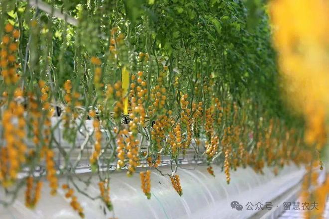 智能温室里的番茄标准化种植从“收一季”到收全年(图7)